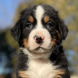 Lorenzo - Black rust and white Bernese Mountain Dog puppy in New Haven, Indiana from Milan Berners