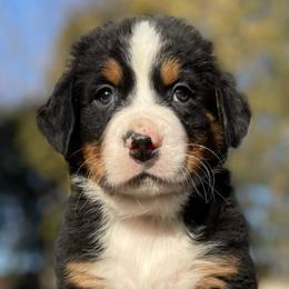 Lorenzo - Black rust and white Bernese Mountain Dog puppy in New Haven, Indiana from Milan Berners