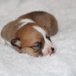Pumpkin - Red female Pembroke Welsh Corgi puppy in Paradise, Texas from Corgis in Paradise