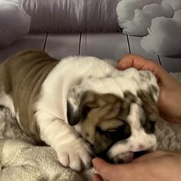 Bulldog Puppies from Sweet Rolls
