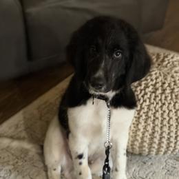 Lincoln - Black and white male Assorted Doodle Crosses puppy in Coweta, Oklahoma from Storybook Doodles
