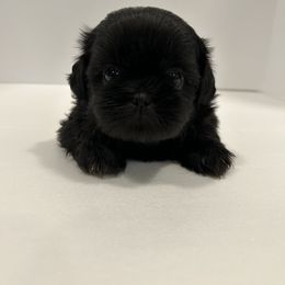 Shih Tzu Puppies from Moore Shih Tzus