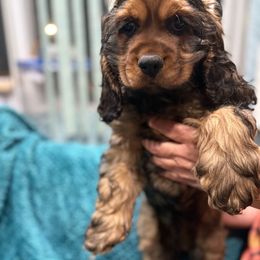 Buddy - Sable male Cocker Spaniel puppy in Staten Island, New York from Minster Cocker Spaniels