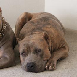 American Bullies from Blackhawkkennelz