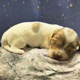 Starlit - Fawn (isabella) and cream female Dachshund puppy in Grove, Oklahoma from Dachs on the lake