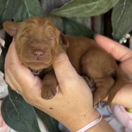 Isabel (Izzy) - Red  female Goldendoodle puppy in Enumclaw, Washington from Owen-a-Doodle