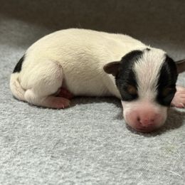Boy 2 - Tri-color male Jack Russell Terrier puppy in Yakima County, Washington from Saddle Rock Kennels