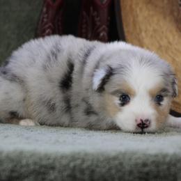 Phoenix - Blue merle male Miniature Australian Shepherd puppy in Quapaw, Oklahoma from Rocky Hill Aussies