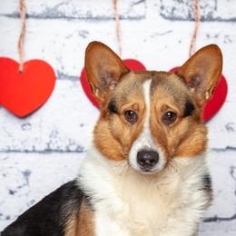 Pembroke Welsh Corgis from Country Road Puppies
