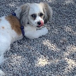 Shichons from Nicole's Shichons