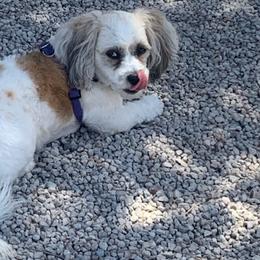 Shichons from Nicole's Shichons