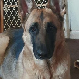 German Shepherds from Tribal Kennels
