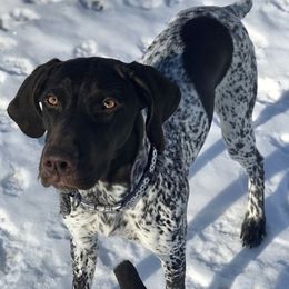 German Shorthaired Pointers from Karlen Kennels