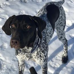 German Shorthaired Pointers from Karlen Kennels