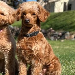 Gerda - Poodle