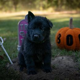 Green - Black male German Shepherd puppy in Hammond, Louisiana from Von LaMarca German Shepherds