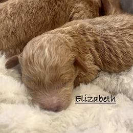 Elizabeth - Apricot female Poodle puppy in Lake Ann, Michigan from Riyem Wildflower Farms