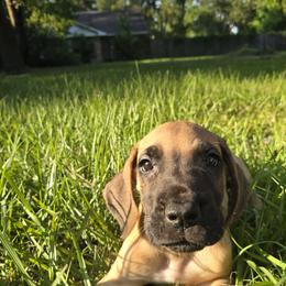 Doberman Pinscher and Great Dane Puppies from Draggin Dobermans & Great Danes