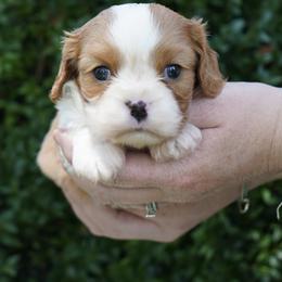 Dillan - Blenheim male Cavalier King Charles Spaniel puppy in Lula, Georgia from Cavaliers by Crumley