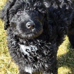 Double Doodle Puppies from Dog Paw Doodles