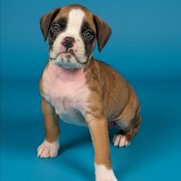 Zeke - Fawn male Boxer puppy in Mountain Home, Idaho from LJK Boxers & Toy Aussies