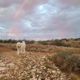 Winter - Goldendoodle