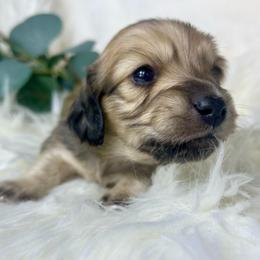 English Cream2 - Cream male Dachshund puppy in Nampa, Idaho from Long_and_Low_Dachshunds