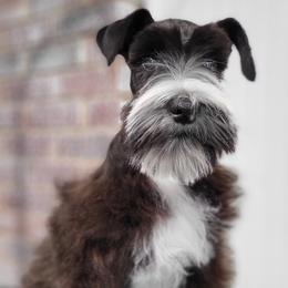 Miniature Schnauzer Puppies from Mert's Creek Miniature Schnauzers