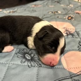 Border Collie and Golden Retriever Puppies from Sona Kennels