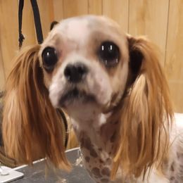 Tarja - Shih Tzu
