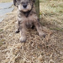 Schnoodle Puppies from RR Schnoodles