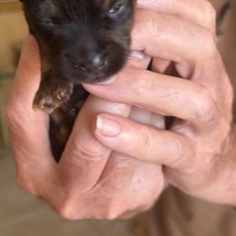 Peanut - Black and tan female Yorkshire Terrier puppy in Ocala, Florida from Dixie Pups