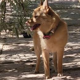Misty - Cream female Schipperke puppy in Randsburg, California from Light's Family Farm & Schipperke Ranch