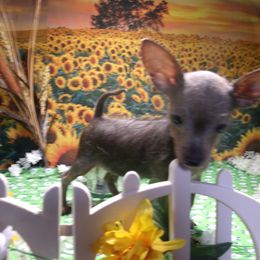 Yorkshire Terrier Puppies from Kristy Jamroz's Yorkshire Terriers