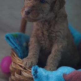 Goldendoodle Puppies from MissPatsDoodles