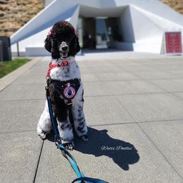 Poodle All Grown Up from Watts Poodles