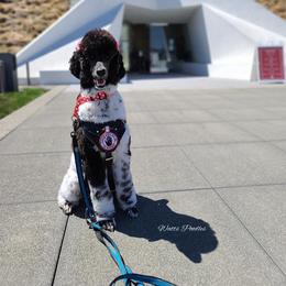Poodle All Grown Up from Watts Poodles