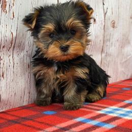 Portia - Blue and gold female Yorkshire Terrier puppy in Monticello, Iowa from Ashley’s Puppies