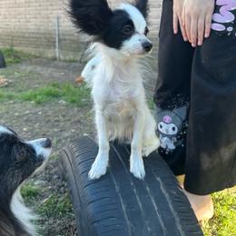 Duece - White and black male Papillon puppy in Houston, Texas from Mikanon