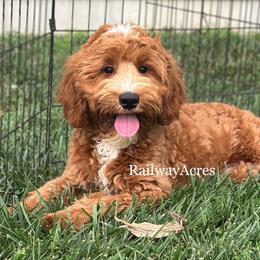 Buzz - Apricot male Goldendoodle puppy in Milford, Indiana from Railway Acres Kennel