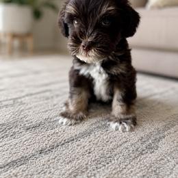 Winston - Liver male Miniature Schnauzer puppy in La Mirada, California from SchnauzersRus