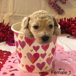 Poodle Puppies from Wild Orchid Poodles