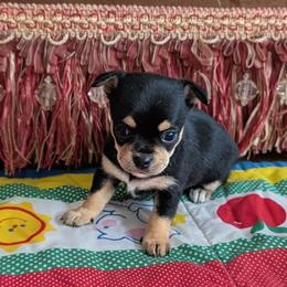 Dahlia - Black and red female Chihuahua puppy in Leominster, Massachusetts from House of Lil  Paw