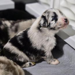 Cookie (Blue merle) - Blue merle female Australian Shepherd puppy in Rainsville, Alabama from Chaparro Farm Aussies