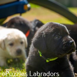 Labrador Retriever Puppies from Puzzles Labradors