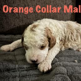 Theo - Burnt rusty Orange Male - Parti male Goldendoodle puppy in Eunice, Louisiana from Maison De Pawz