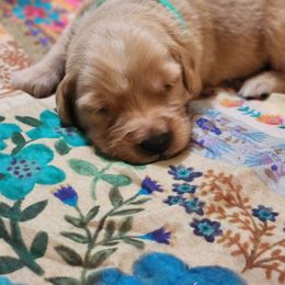 Green collar - Dark golden male Golden Retriever puppy in Section, Alabama from Country Girl Golden Retrievers