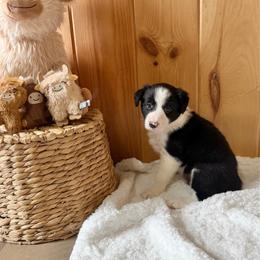 Colt - Black and white male Border Collie puppy in Owenton, Kentucky from Three16 Ranch