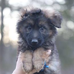Blue Collar - Brego - Sable male German Shepherd puppy in Augusta, West Virginia from Cricket Hollow Canines