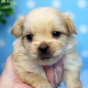 Irving - Apricot male Mi-Ki puppy in Elizabeth, Colorado from Royal T Mi-Kis